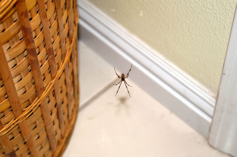 Spider Extermination Service in Denton, TX