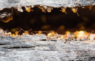 Termite Fumigation in Frisco, TX