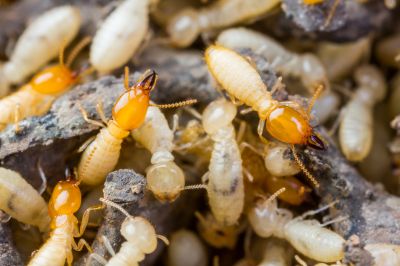 Termite Service in Katy, TX