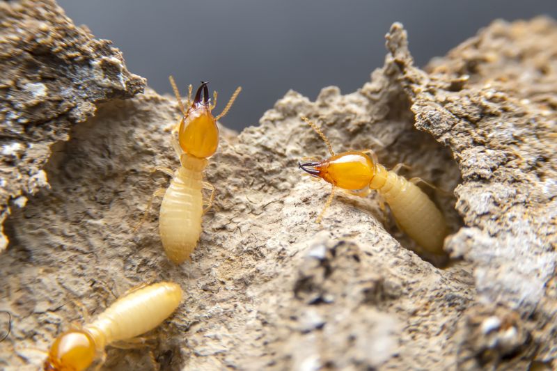 Termite Treatment Service in Frisco, TX