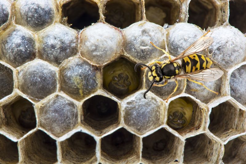 Wasp Control Service