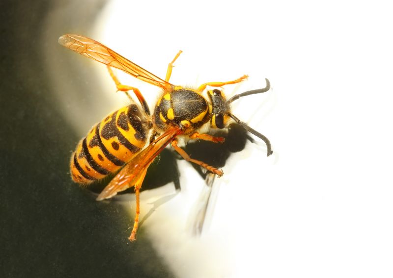Wasp Control Service