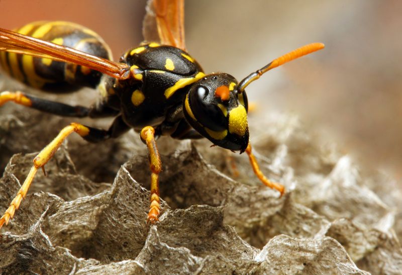 Wasp Control Service