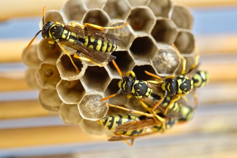 Inside Wasp Nests