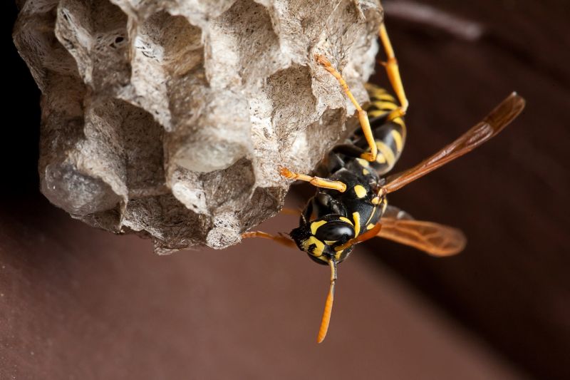 Wasp Control Service