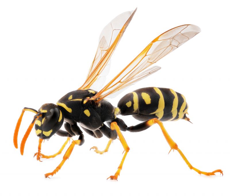Wasp Control Service