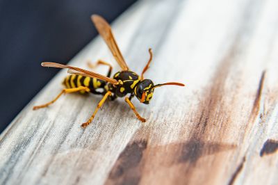 Wasp Control Service
