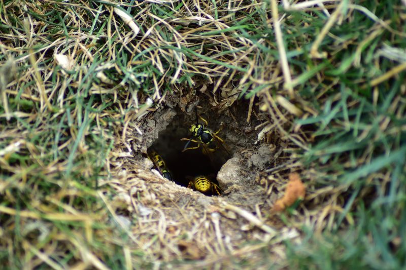 Ground Nest Entrance