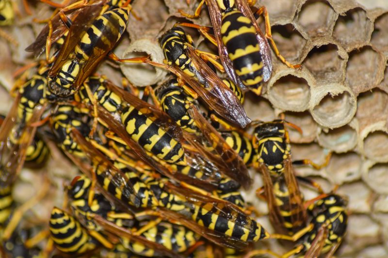 Wasp Swarm on Eaves