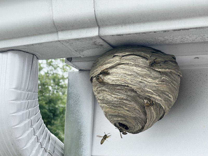 Wasp Nest in Eaves