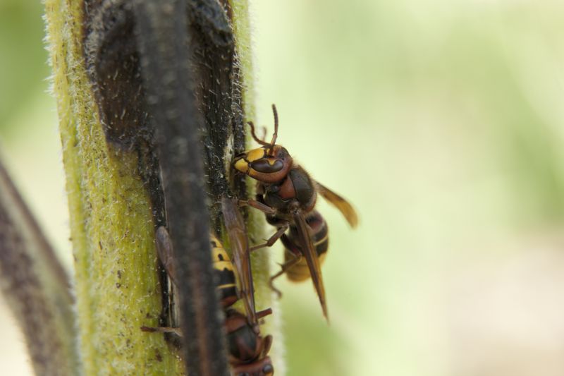 Wasp Activity in Spring