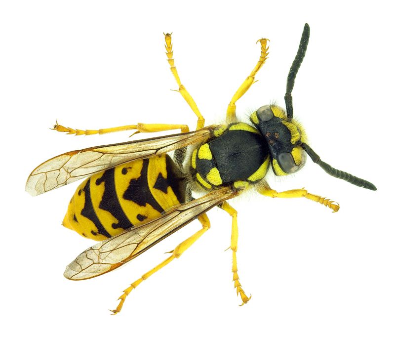 Wasp Control Service