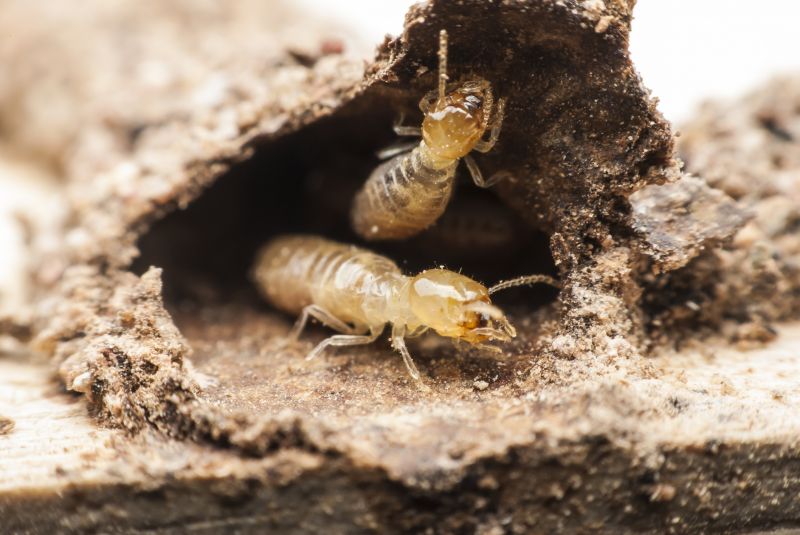 Winged Termite Extermination in Katy, TX