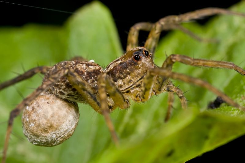 Wolf Spider Removal in Frisco, TX