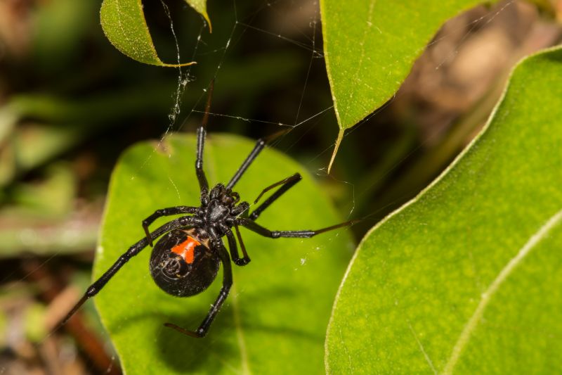 Wolf Spider Removal in Rockwall, TX